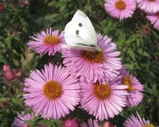 Herbstastern 016.jpg